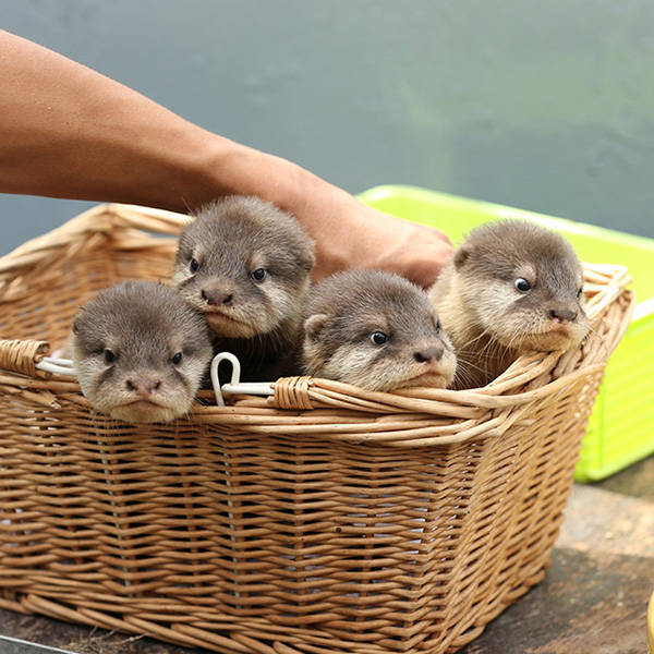 basket of baby otters