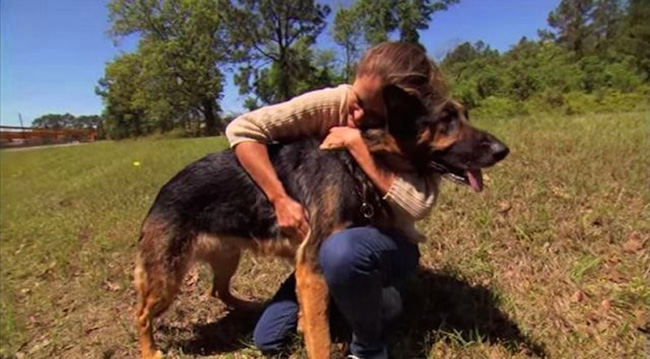 dog saves woman car crash