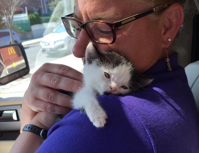 Woman Rescues Feisty New Born Kitten Named Kravitz Jr. - One Green