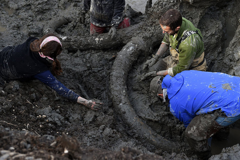 farmer finds woolly mammoth bones