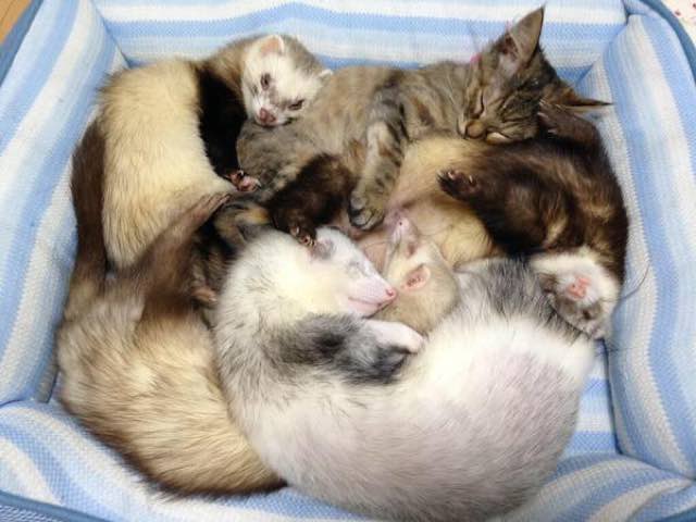 kitten adopted by ferrets