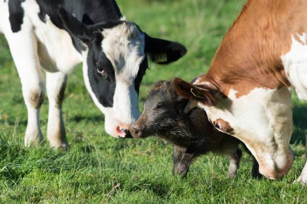 cows adopt wild boar