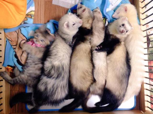 kitten adopted by ferrets