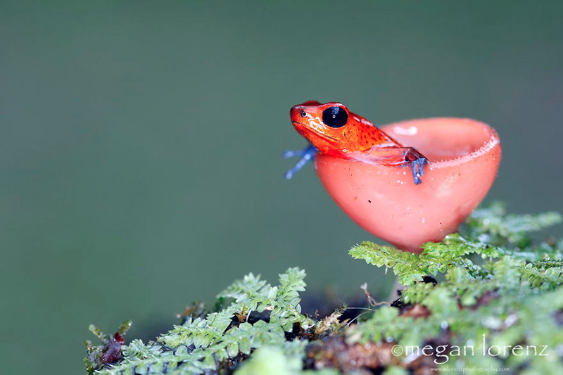 beautiful photos of mushrooms