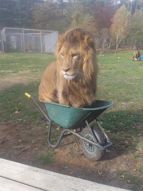 lion in wheelbarrow