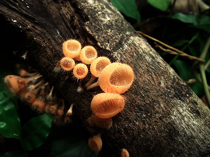 beautiful photos of mushrooms