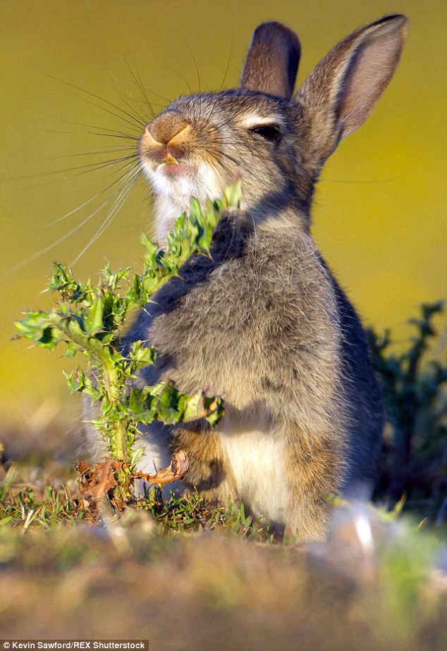 rabbit tries to eat spiky plant