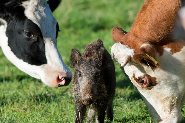 cows adopt wild boar