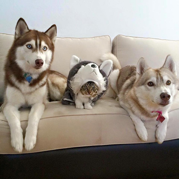 cat husky costume