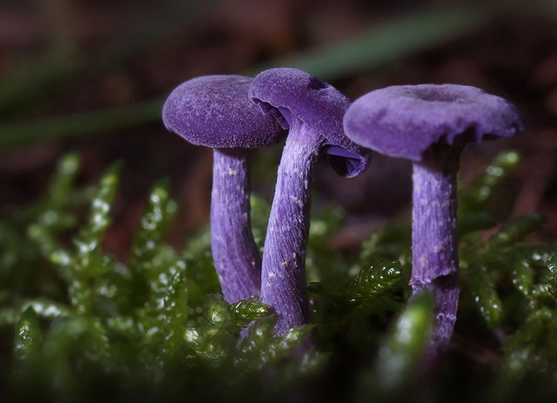 beautiful photos of mushrooms