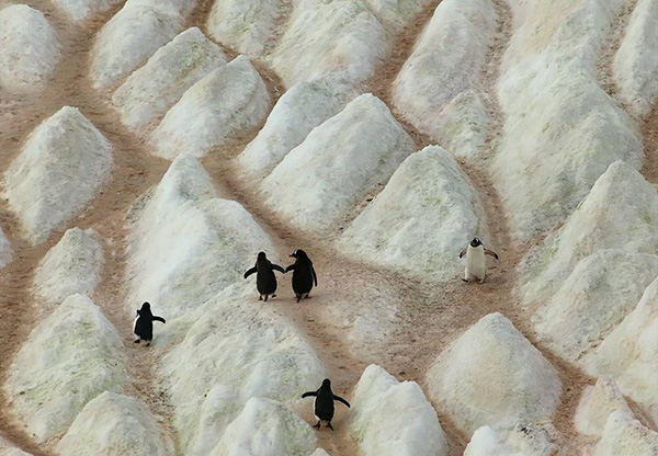penguins holding hands