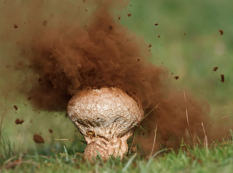 beautiful photos of mushrooms