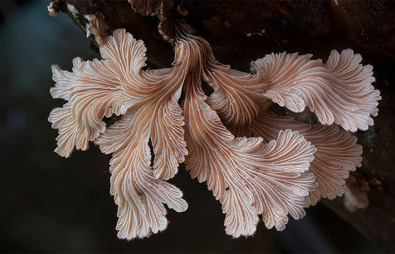 beautiful photos of mushrooms