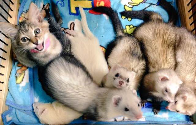 kitten adopted by ferrets