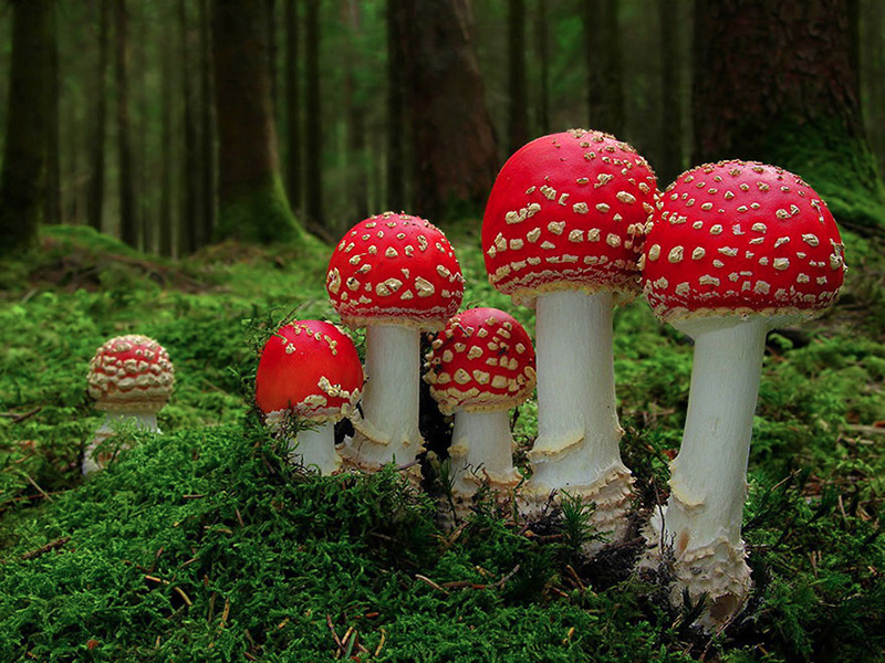 beautiful photos of mushrooms