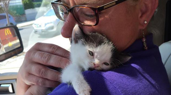 Woman Rescues Feisty New Born Kitten Named Kravitz Jr. - One Green