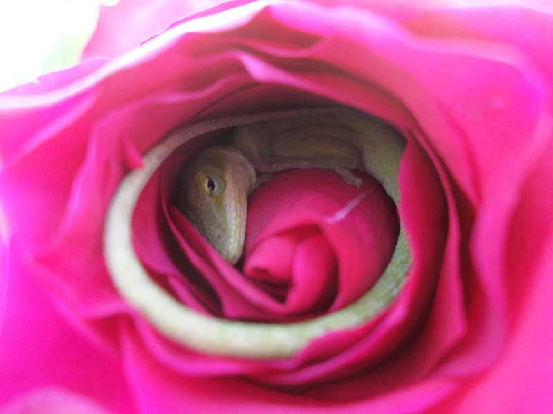 lizard napping in rose