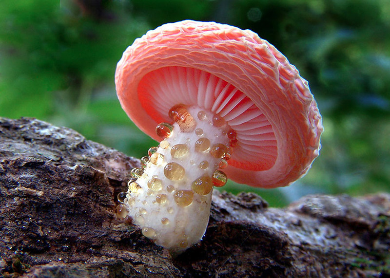 beautiful photos of mushrooms