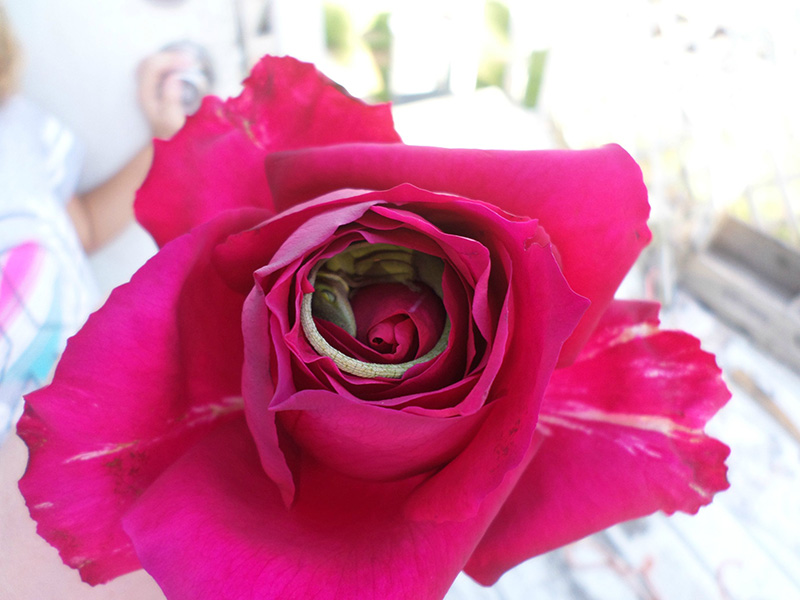 lizard napping in rose