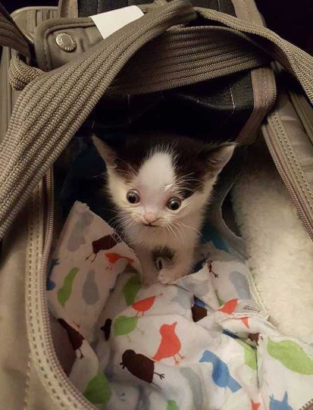 special needs kitten rescue story