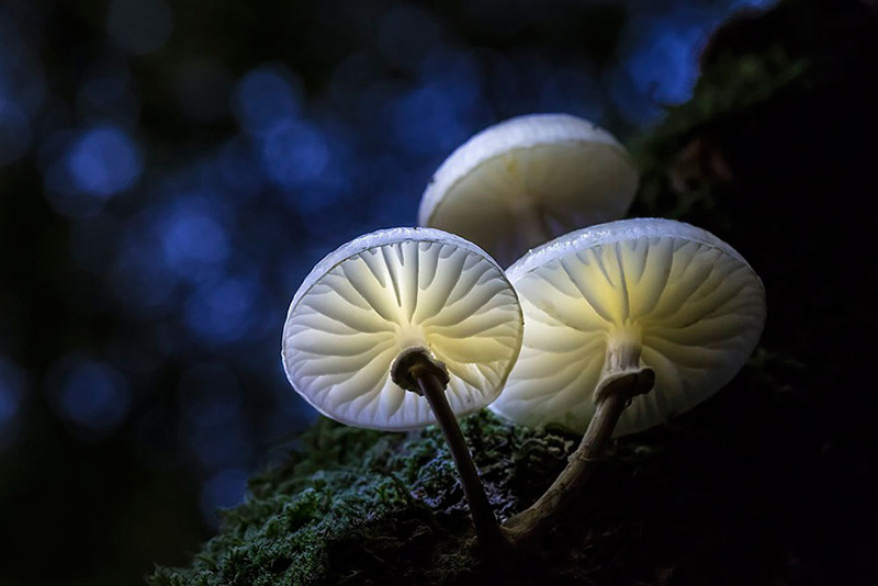 beautiful photos of mushrooms