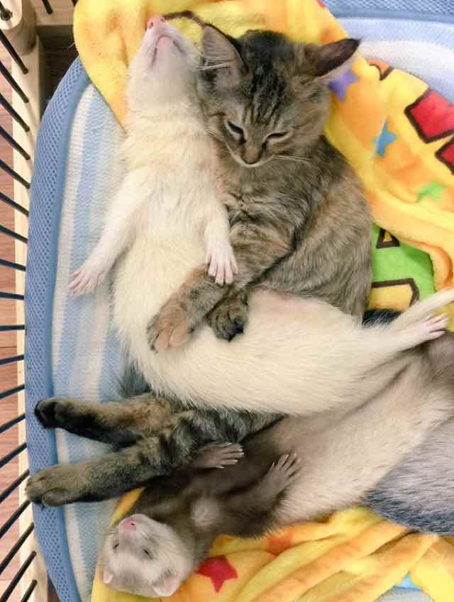 kitten adopted by ferrets