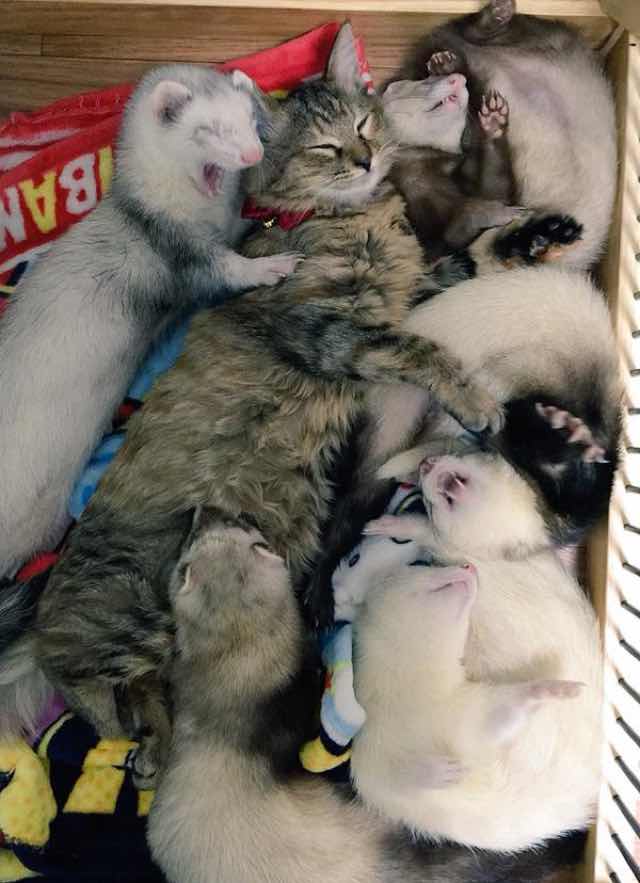 kitten adopted by ferrets