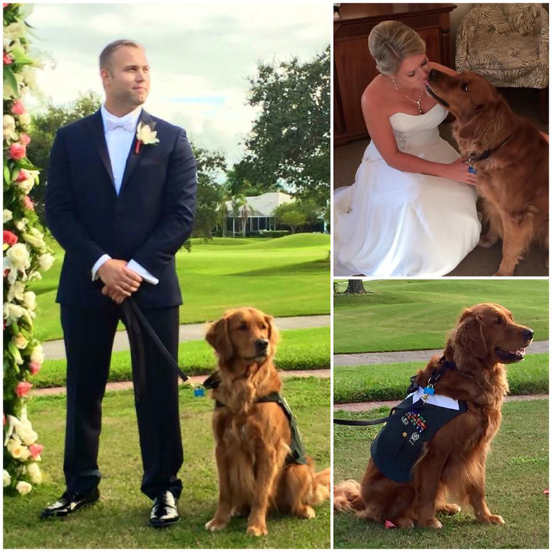 therapy dog serves as best man for veteran