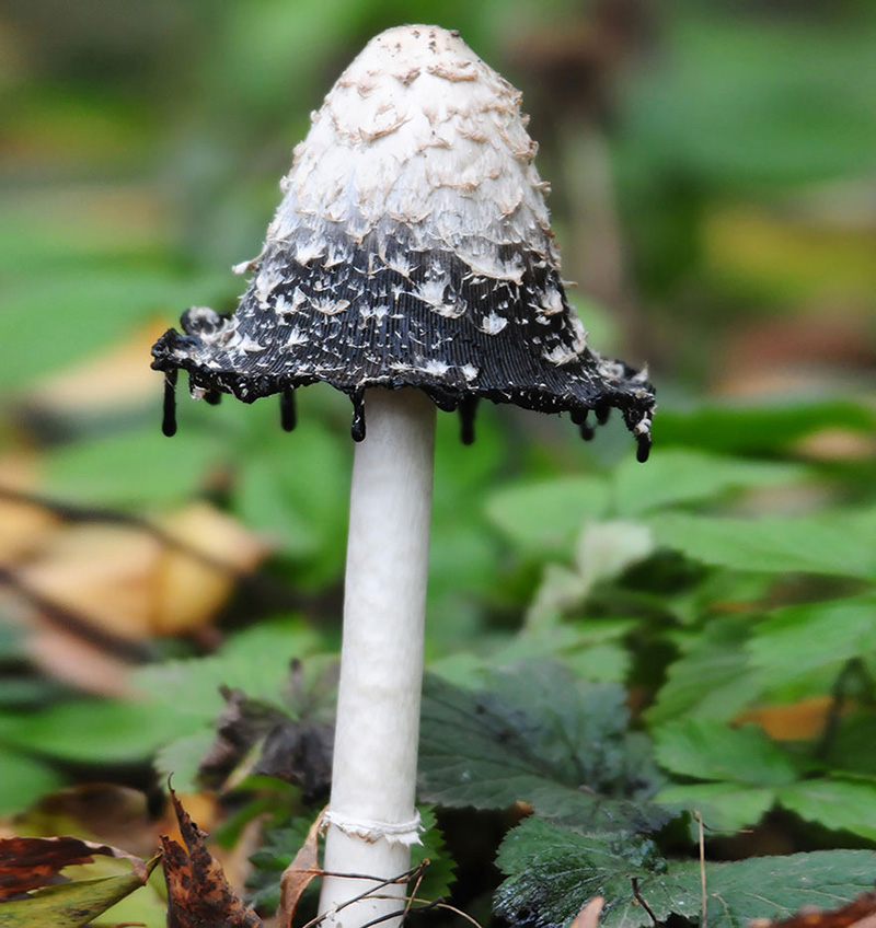 beautiful photos of mushrooms