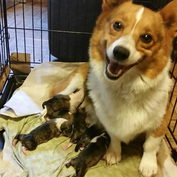 corgi smiling over puppies