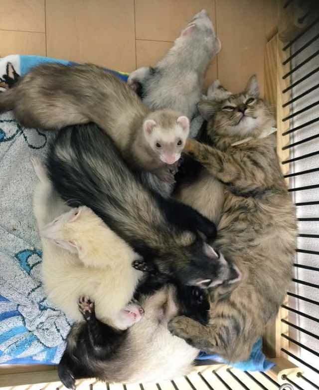 kitten adopted by ferrets