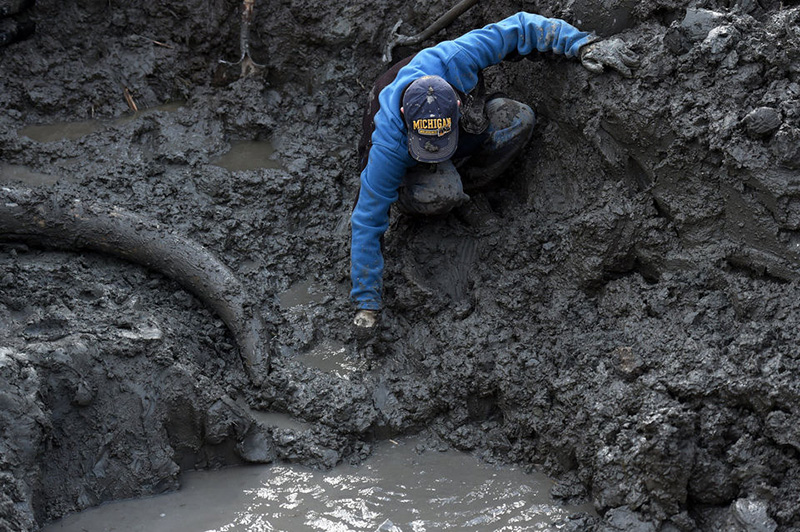 farmer finds woolly mammoth bones