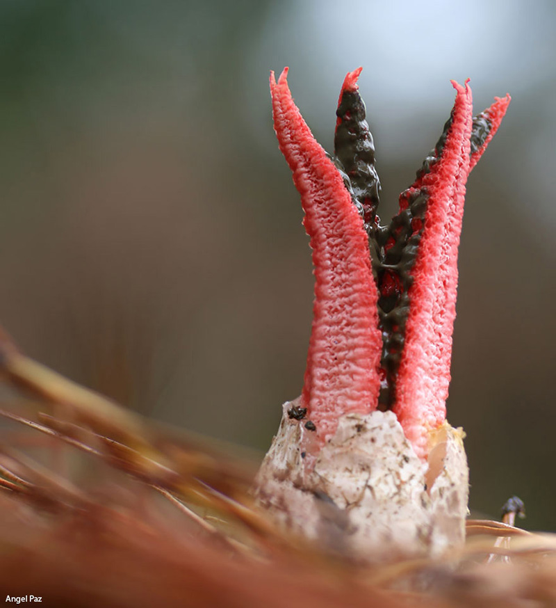 beautiful photos of mushrooms