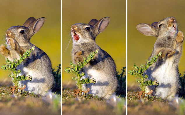 rabbit tries to eat spiky plant