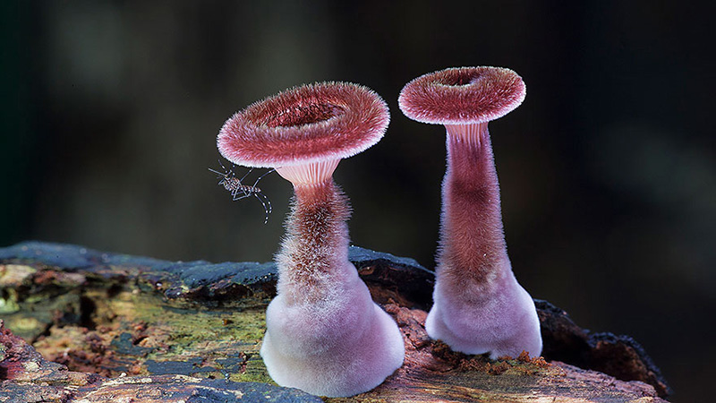 beautiful photos of mushrooms