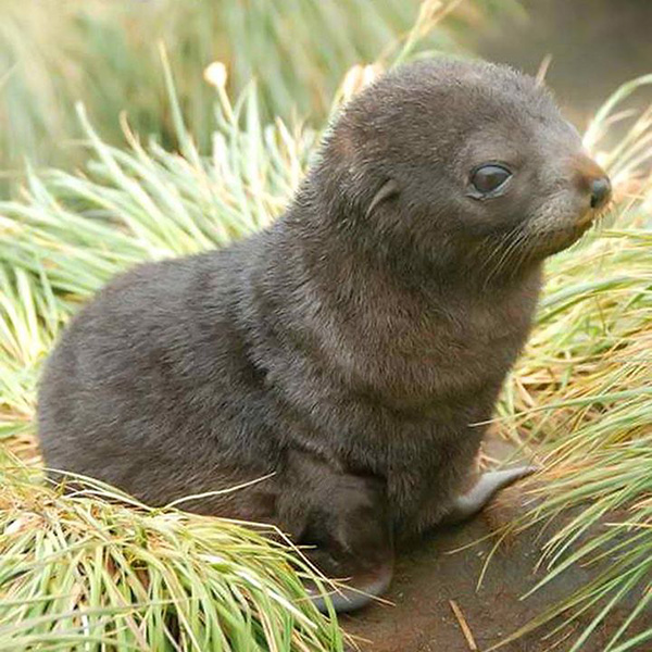 baby sea lion