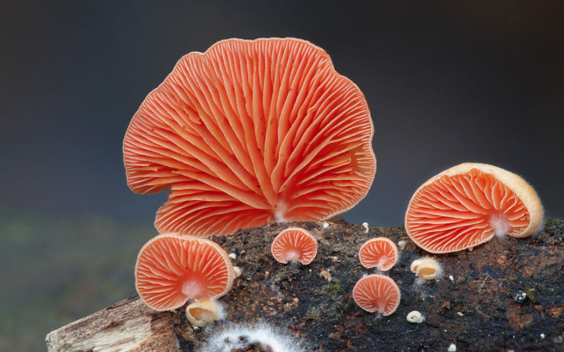 beautiful photos of mushrooms