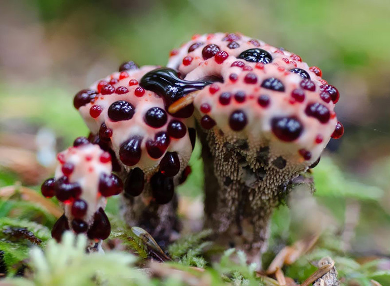 beautiful photos of mushrooms