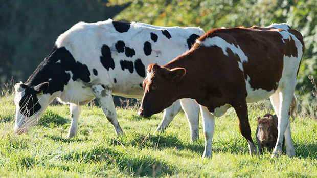 cows adopt wild boar