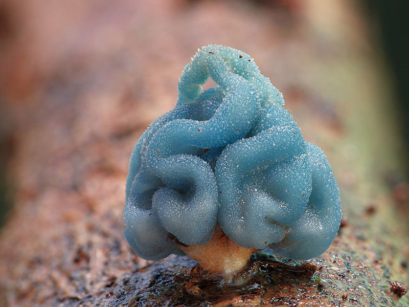 beautiful photos of mushrooms