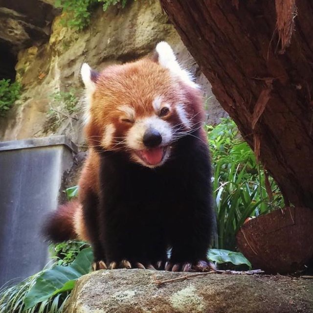 red panda wink