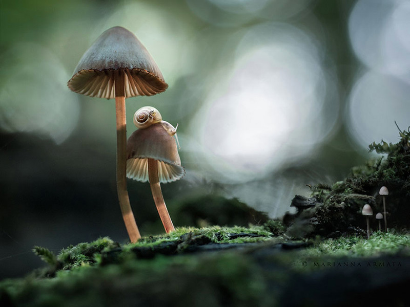 beautiful photos of mushrooms