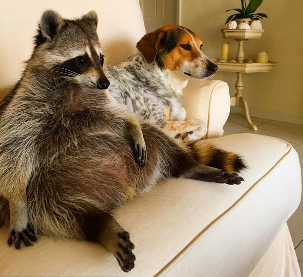 pumpkin raccoon thinks she is a dog