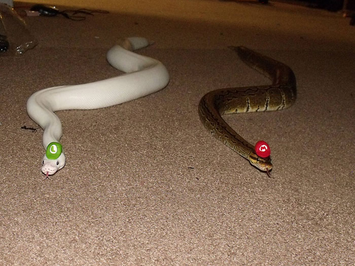 snakes in hats