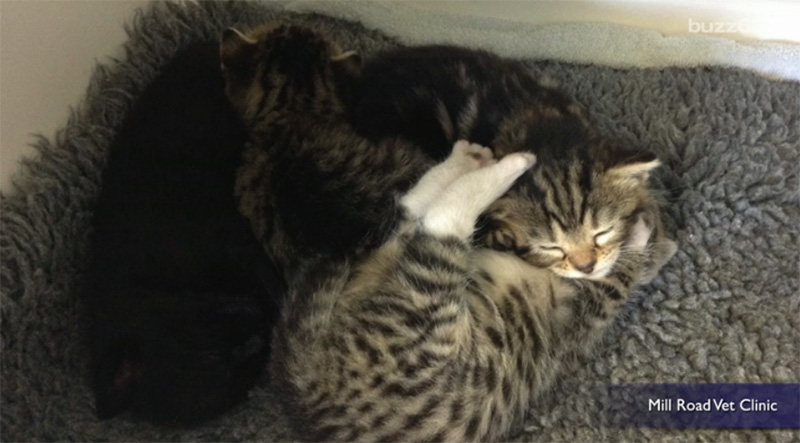 mama cat breaks in to rescue her kittens