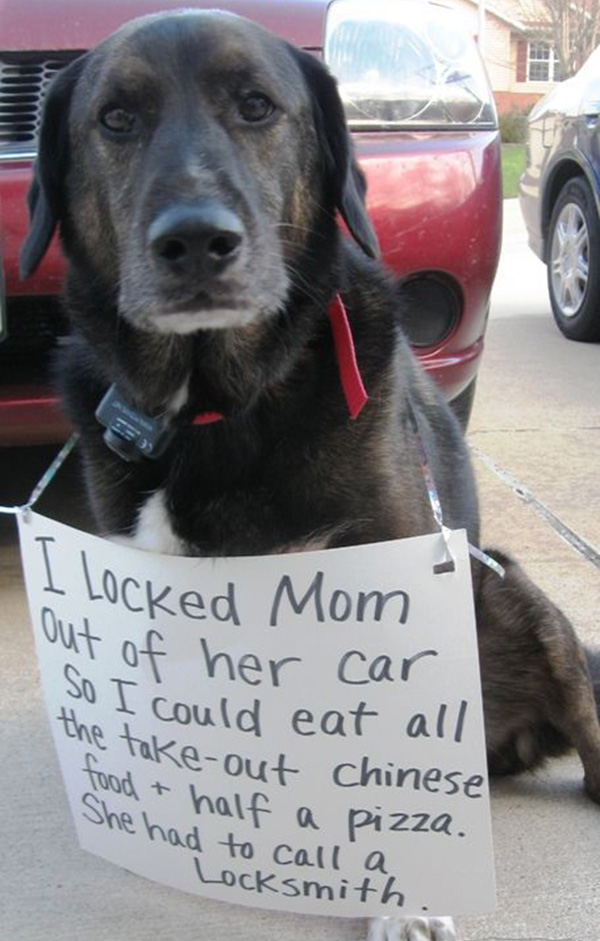 best dog shaming pictures