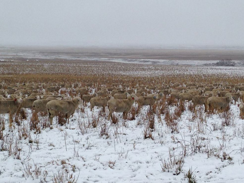 sheep masters of camouflage