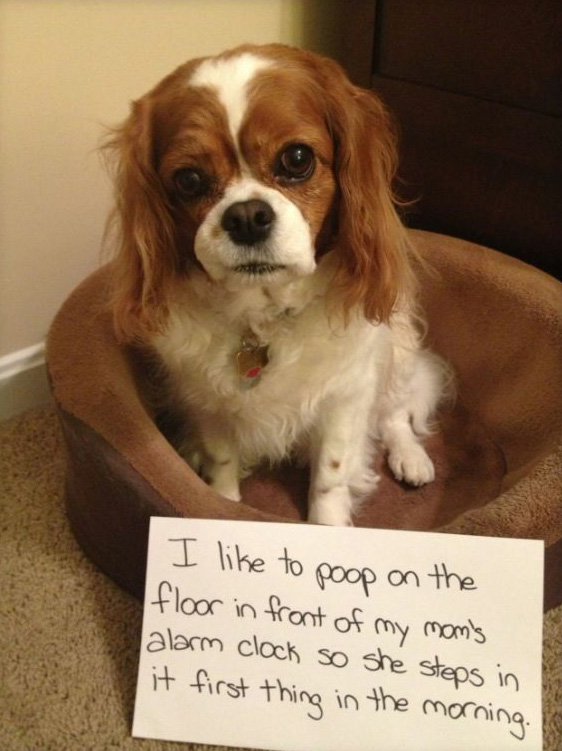 best dog shaming pictures