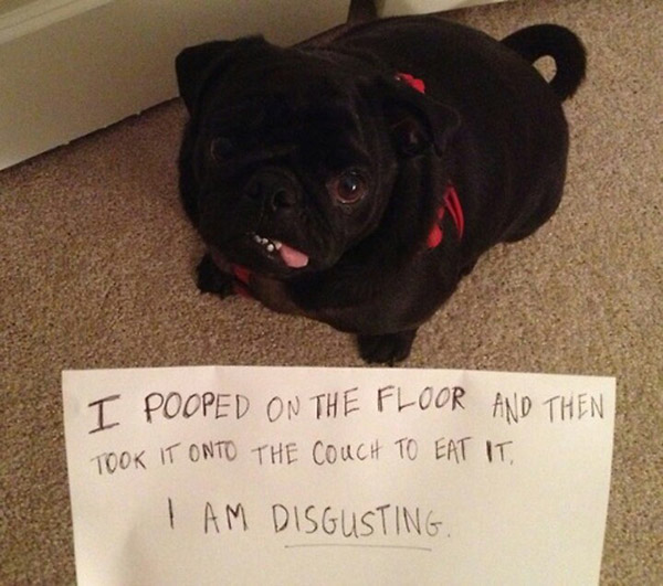 best dog shaming pictures