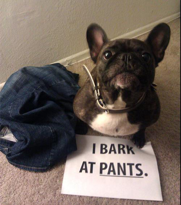 best dog shaming pictures